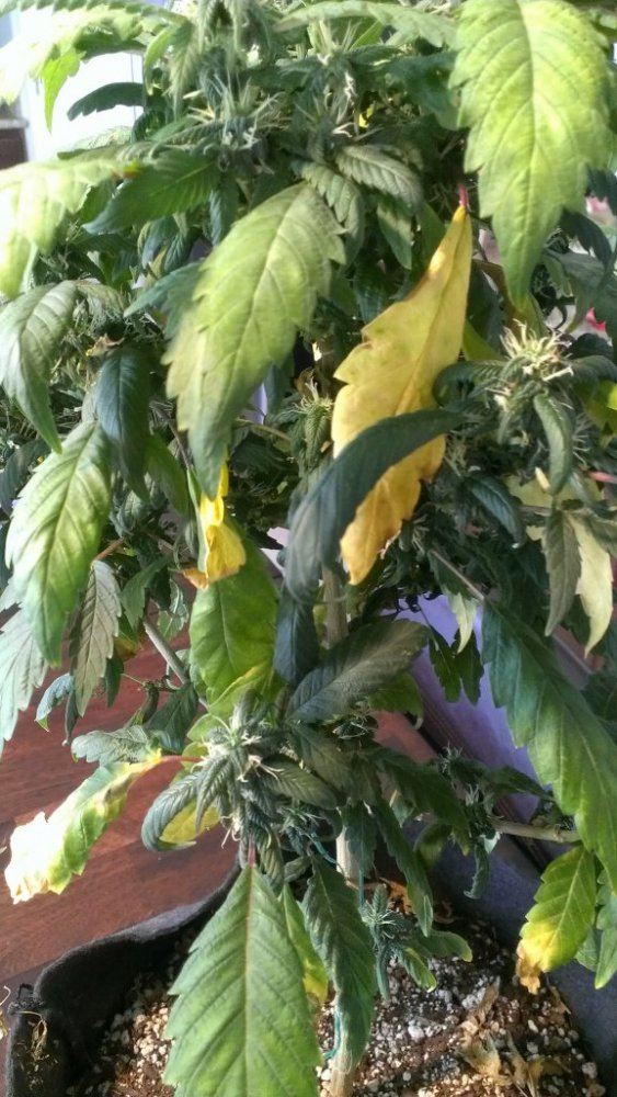 Leaves yellowing in flower 2