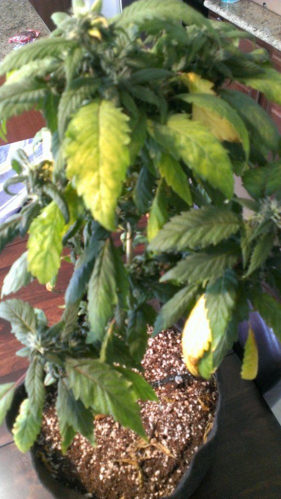 Leaves yellowing in flower 3