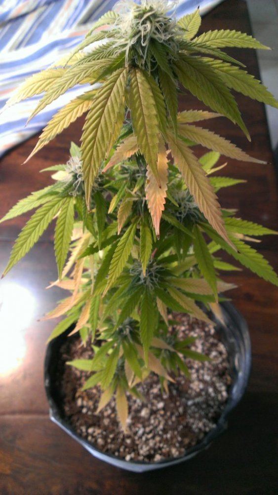 Leaves yellowing in flower 4