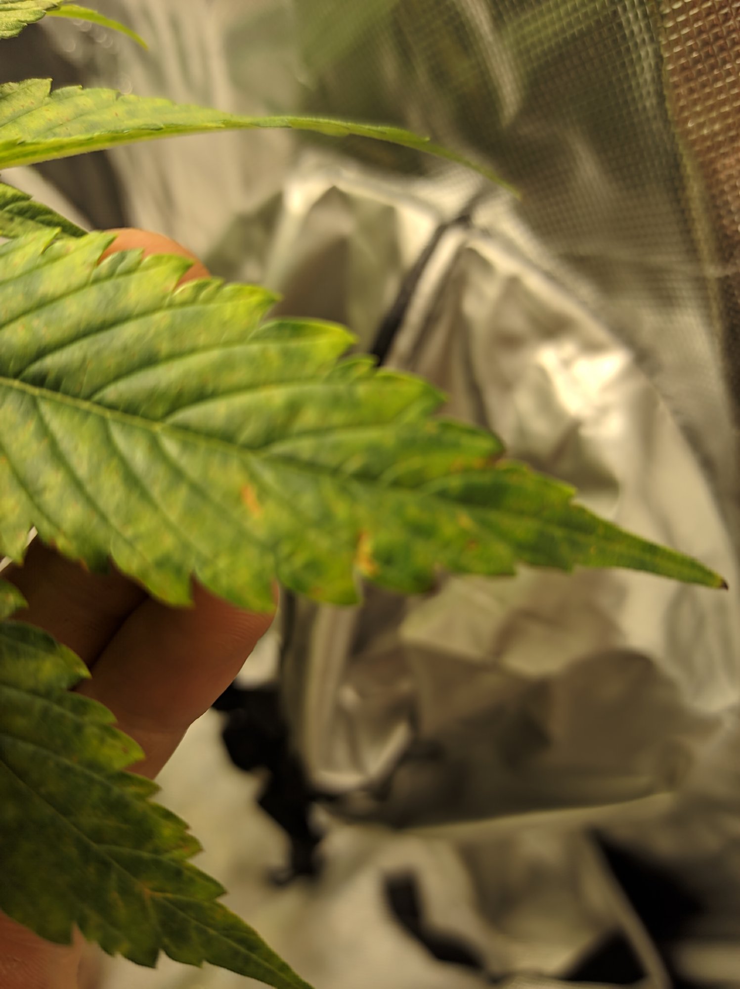 Leaves yellowing in patches curling rust slight tip burns 6