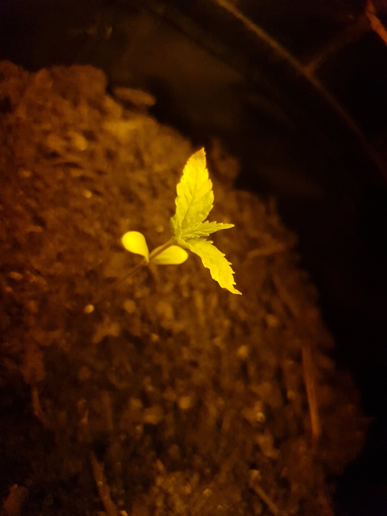 Leaves yellowing on young plants 2
