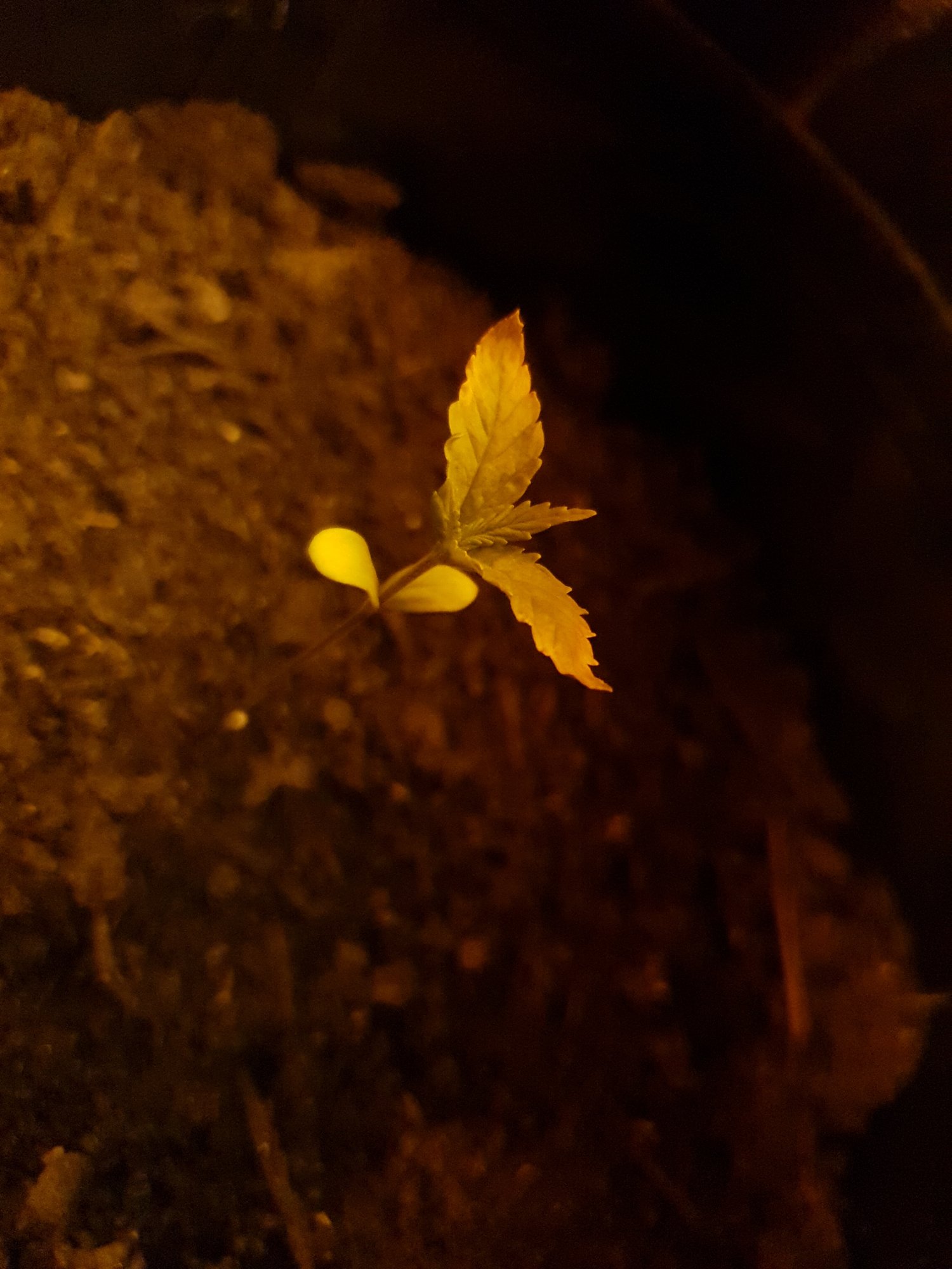 Leaves yellowing on young plants 3