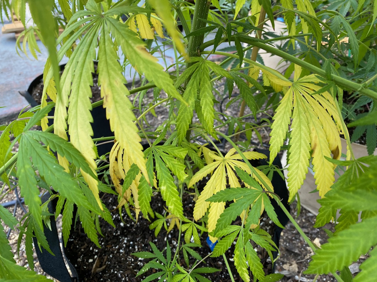 Leaves yellowing some spotting nutrient deficiency or 2