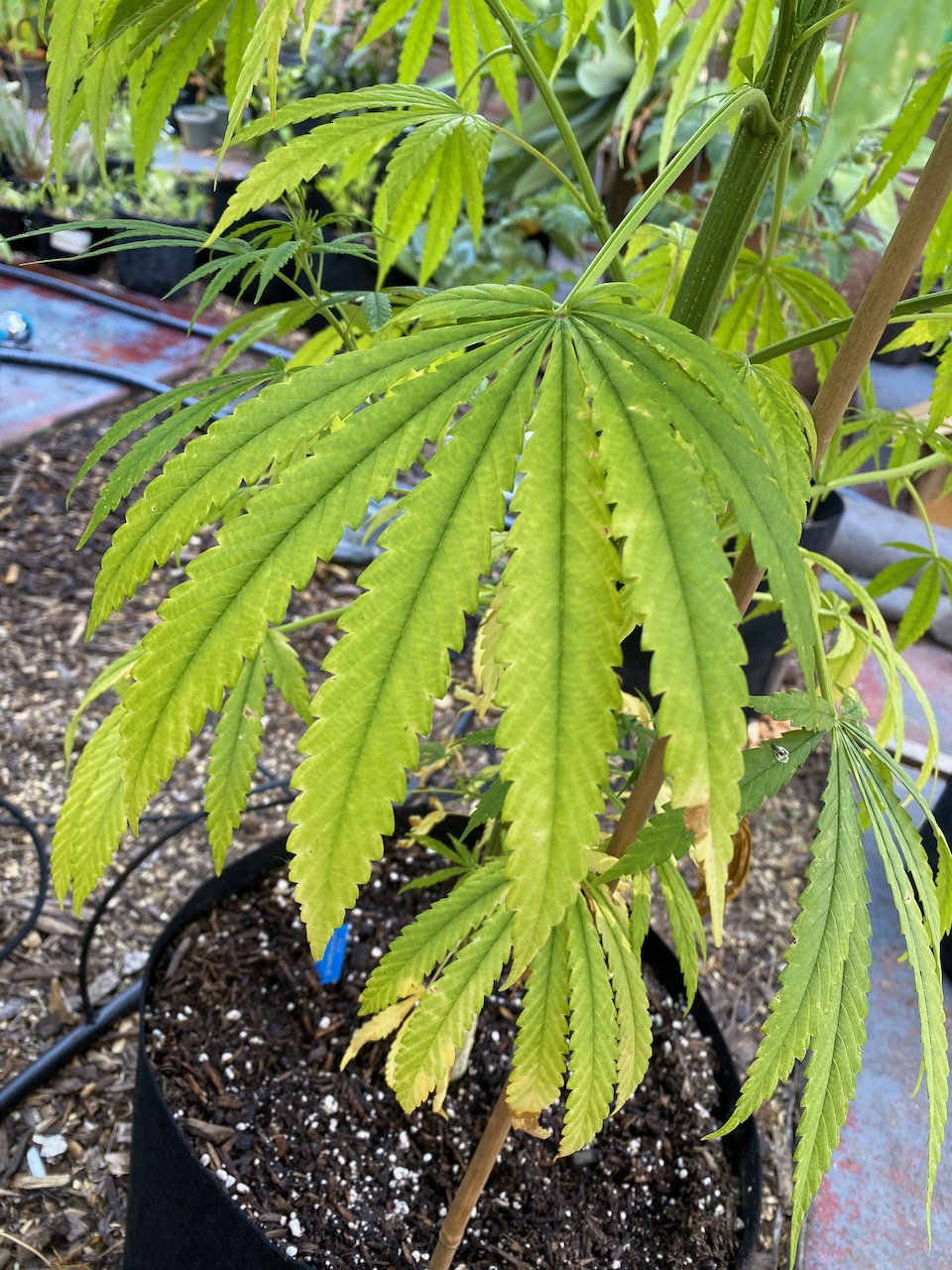 Leaves yellowing some spotting nutrient deficiency or