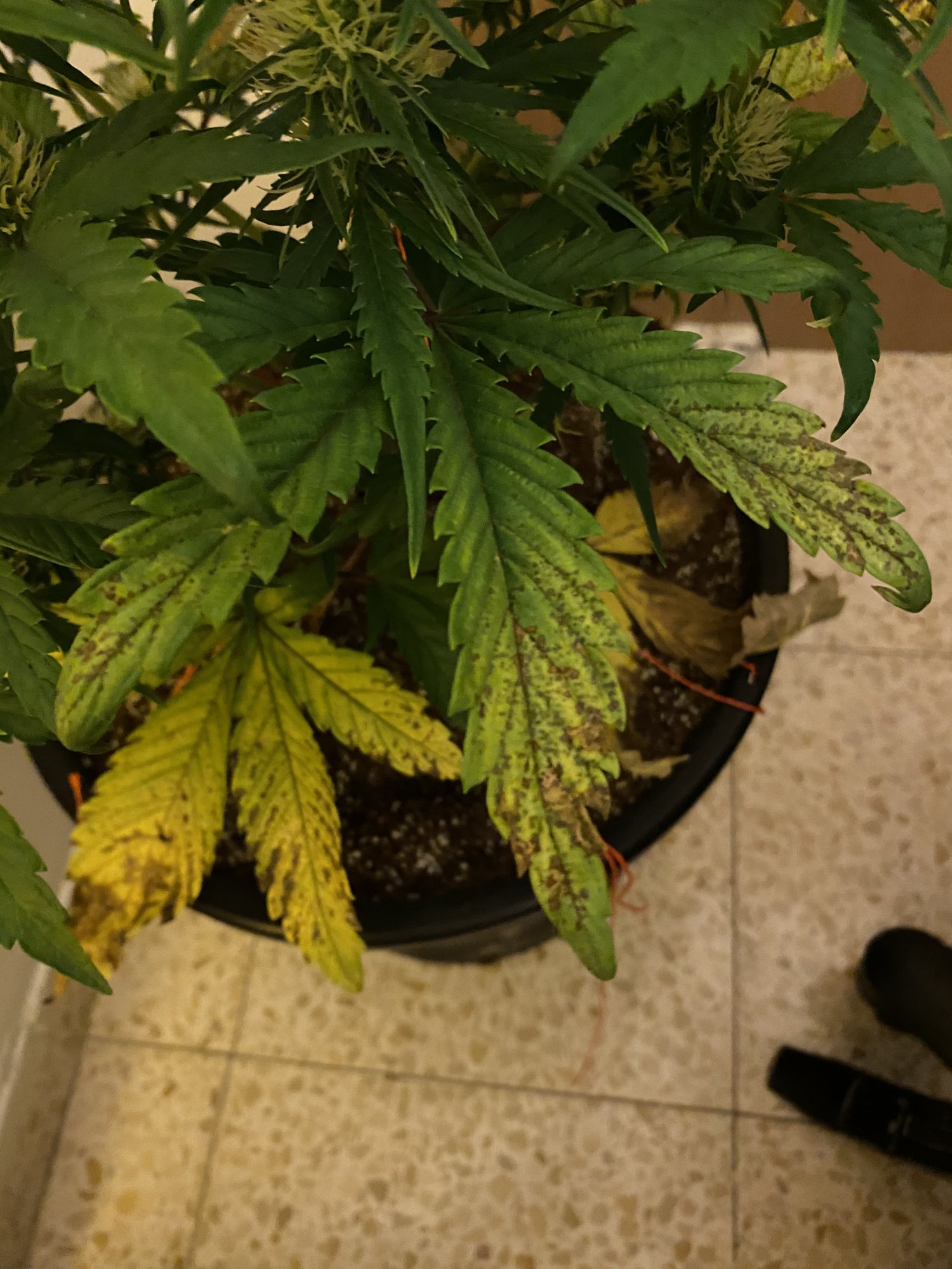 Leaves yellowing with marks please help