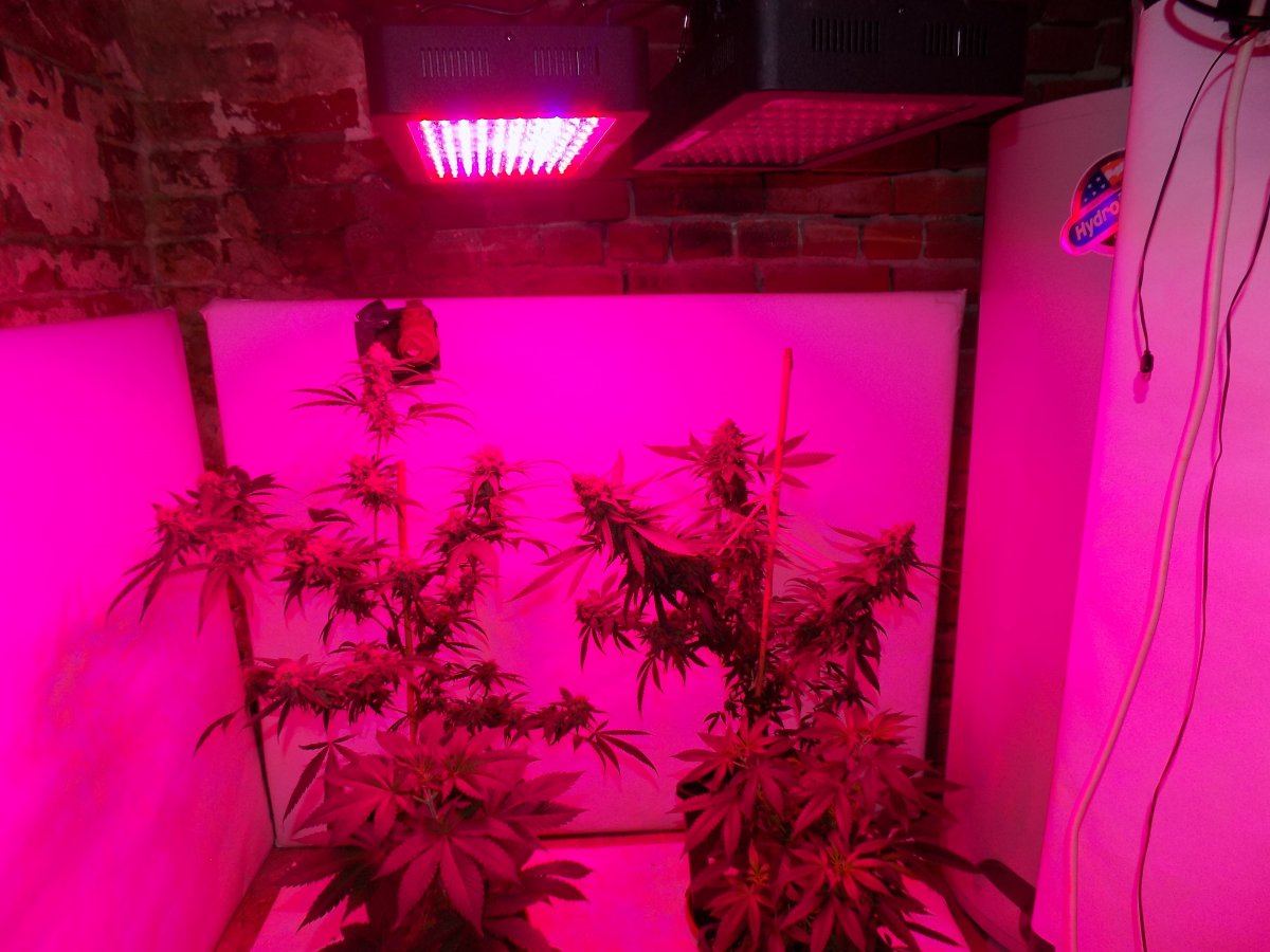 Led 1