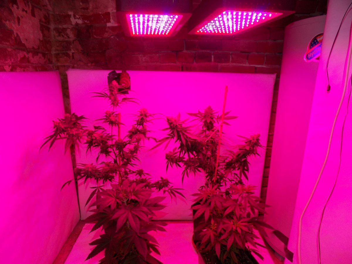 Led 2