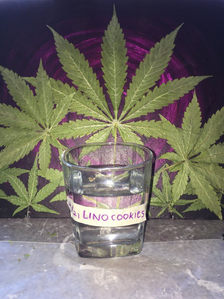 Led cookie grow