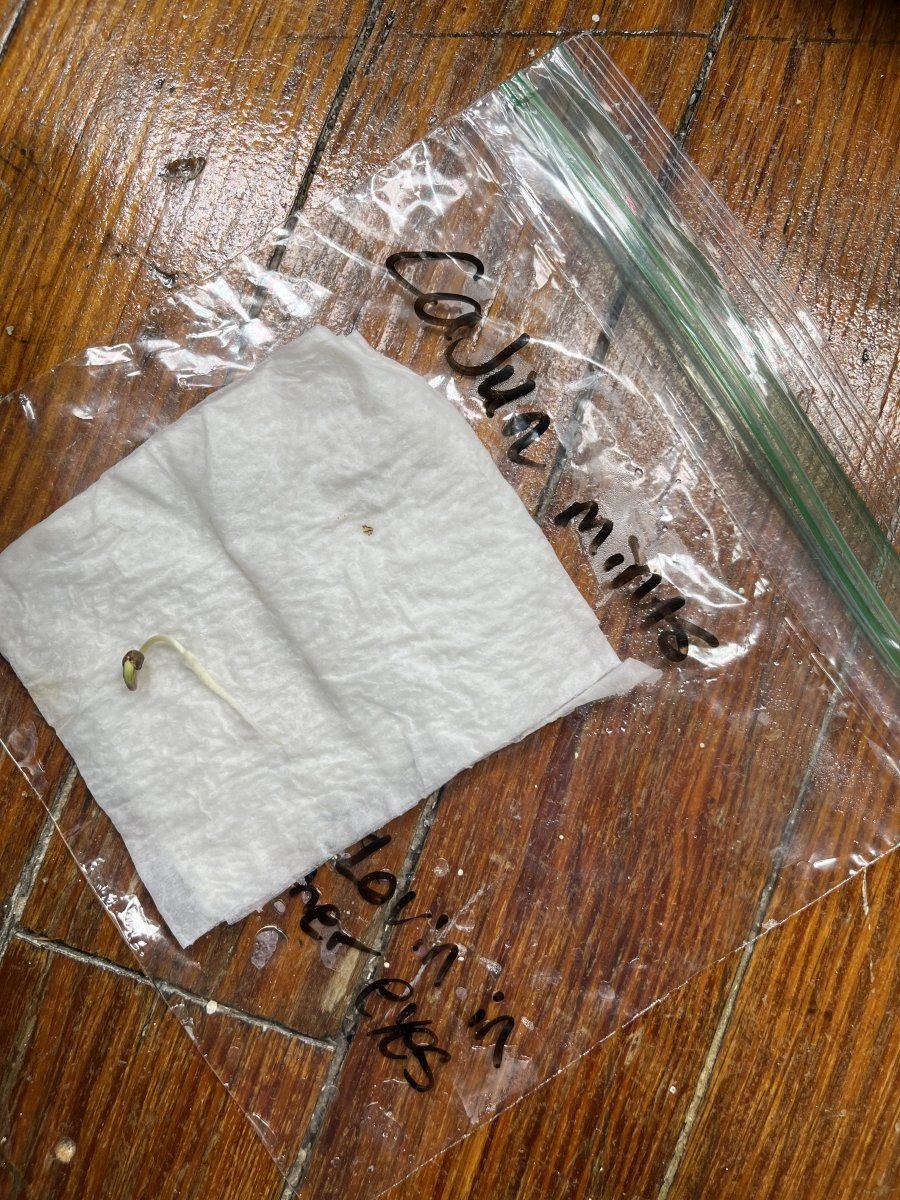 Led gas nana and cajun mints 2