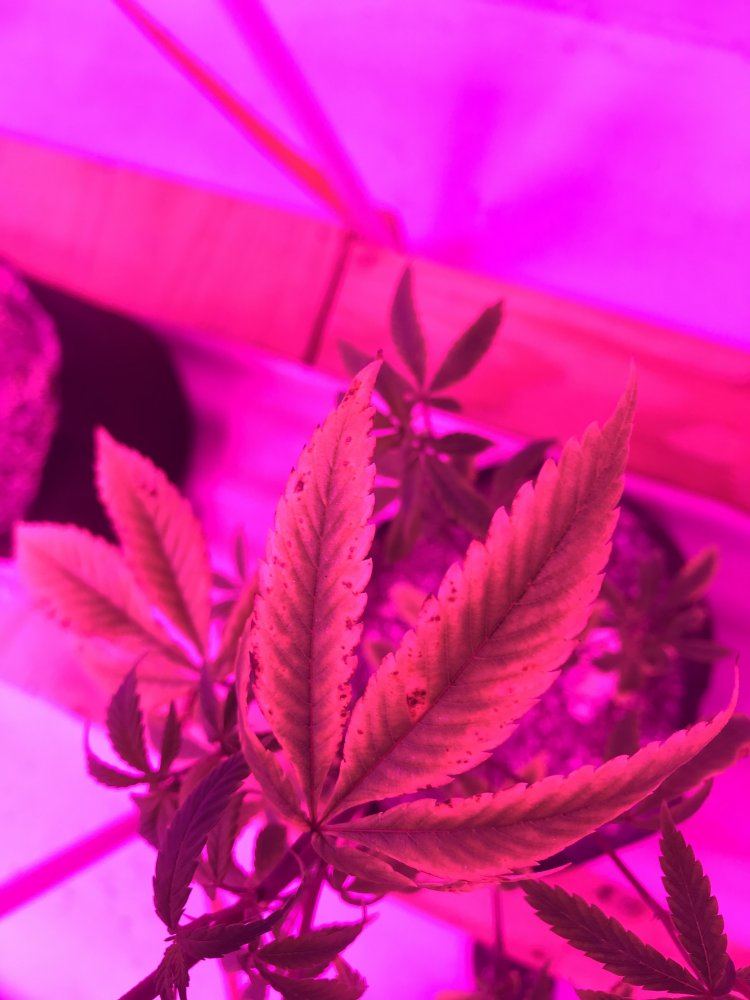Led grow girls are stressed and growth is stunted 10