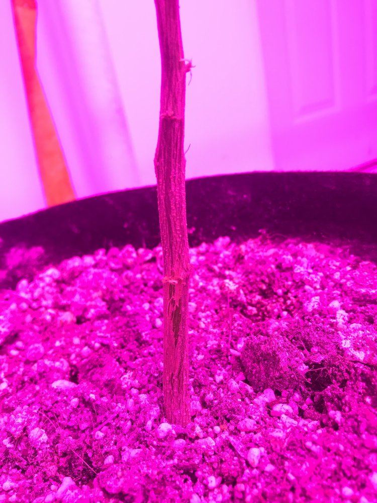 Led grow girls are stressed and growth is stunted 11
