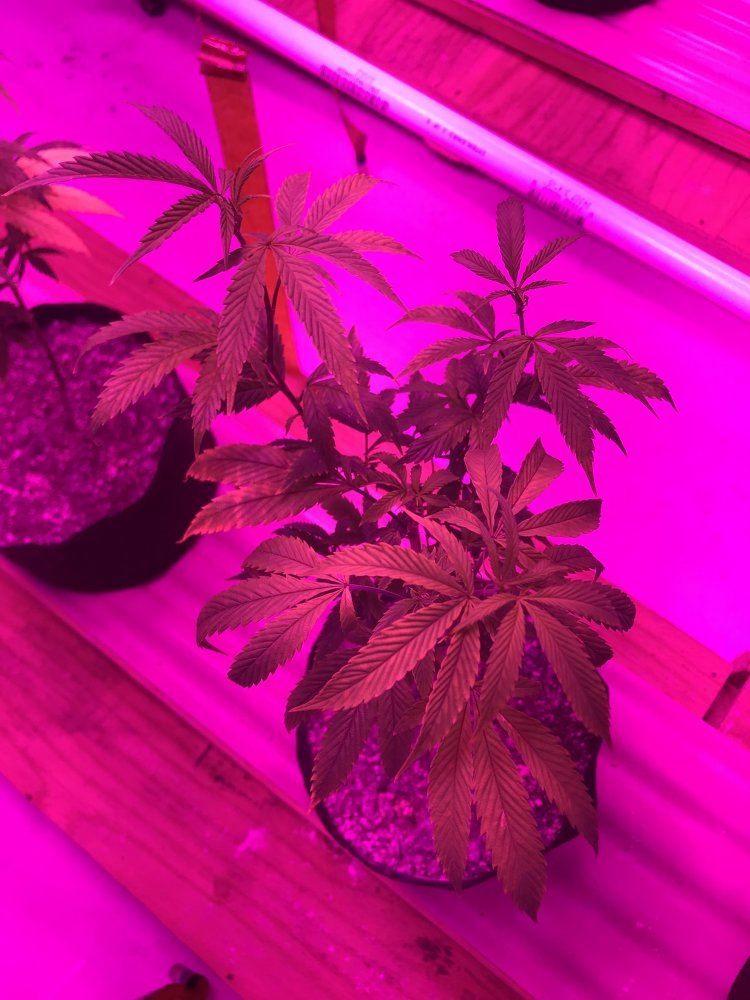 Led grow girls are stressed and growth is stunted 2