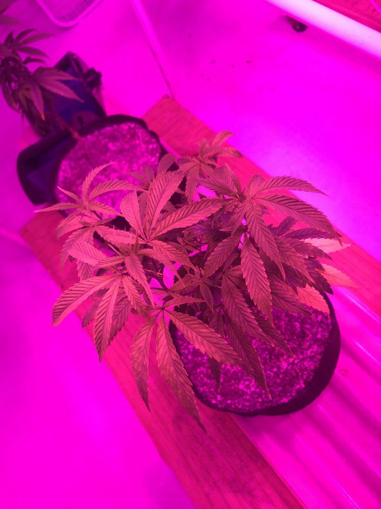 Led grow girls are stressed and growth is stunted 3