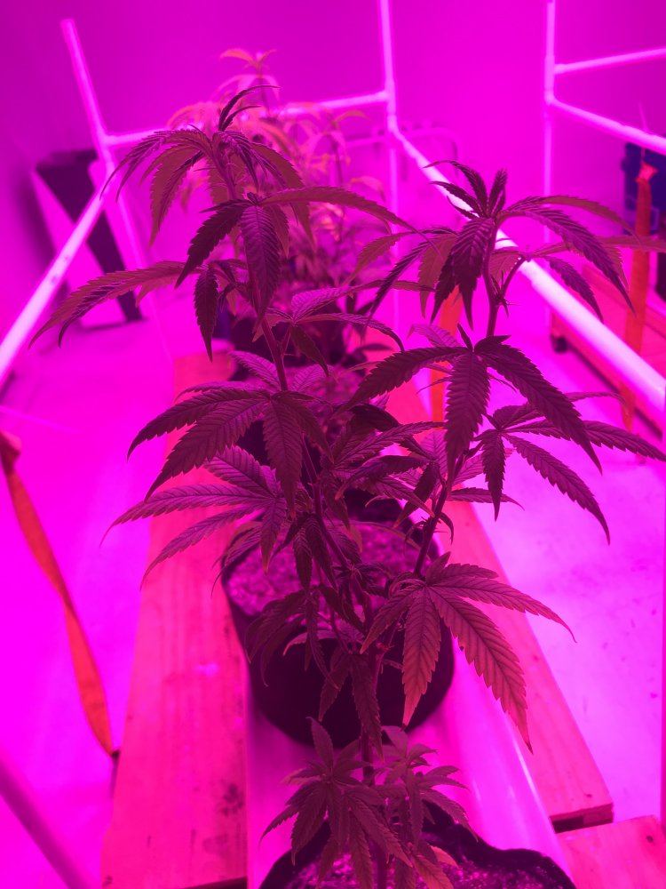 Led grow girls are stressed and growth is stunted 4