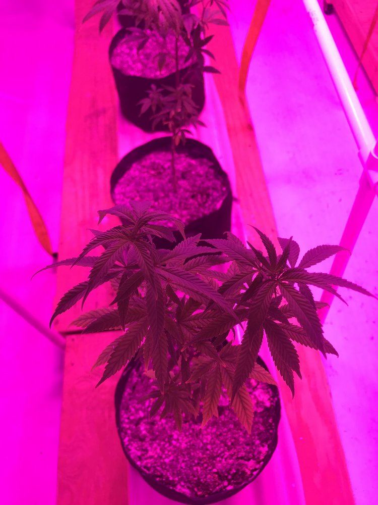 Led grow girls are stressed and growth is stunted 5
