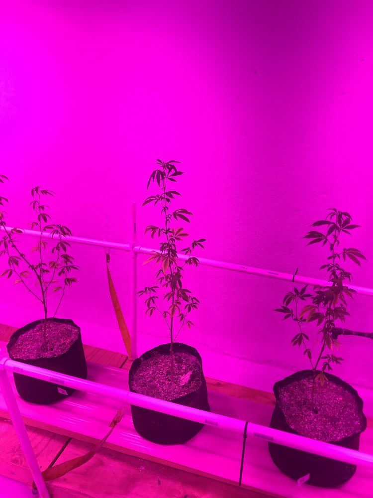 Led grow girls are stressed and growth is stunted 7