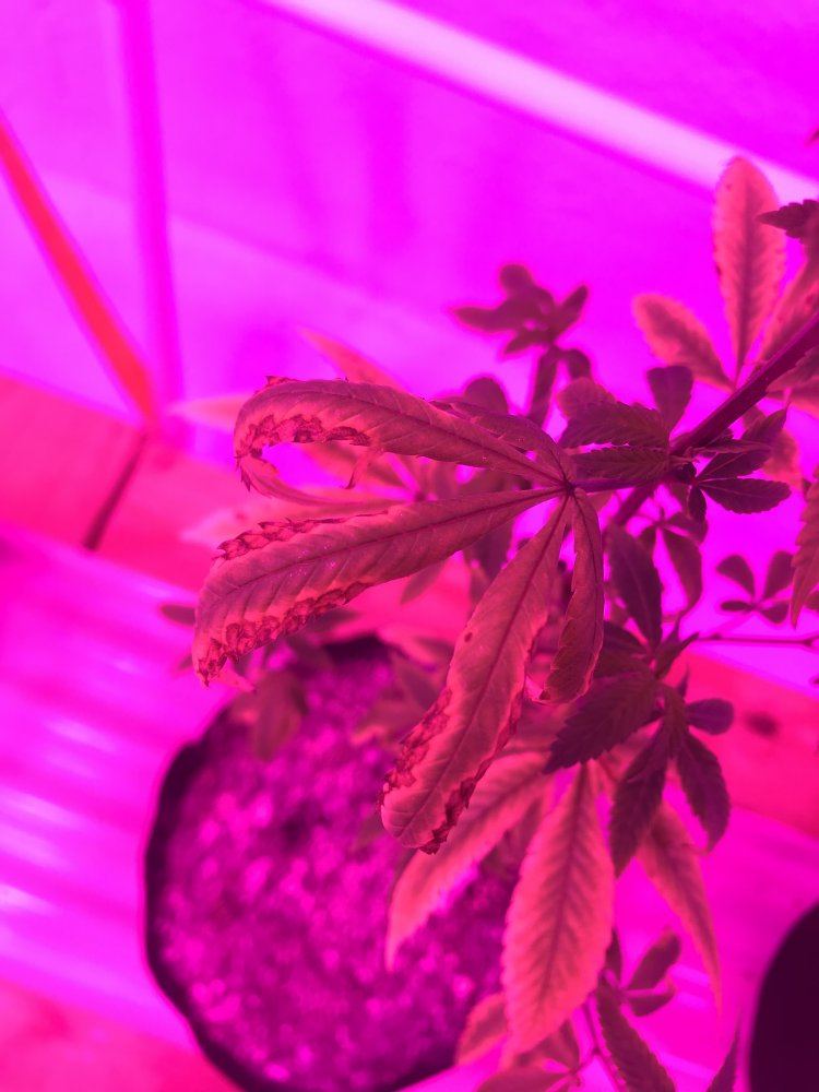 Led grow girls are stressed and growth is stunted 9