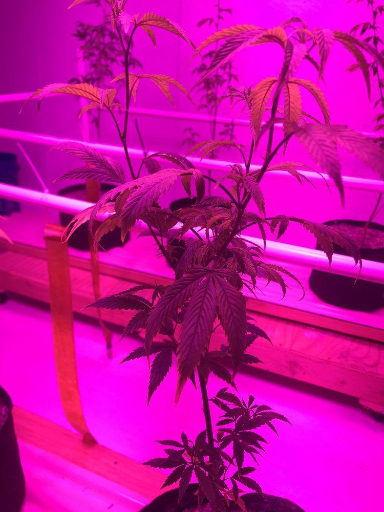 Led grow girls are stressed and growth is stunted