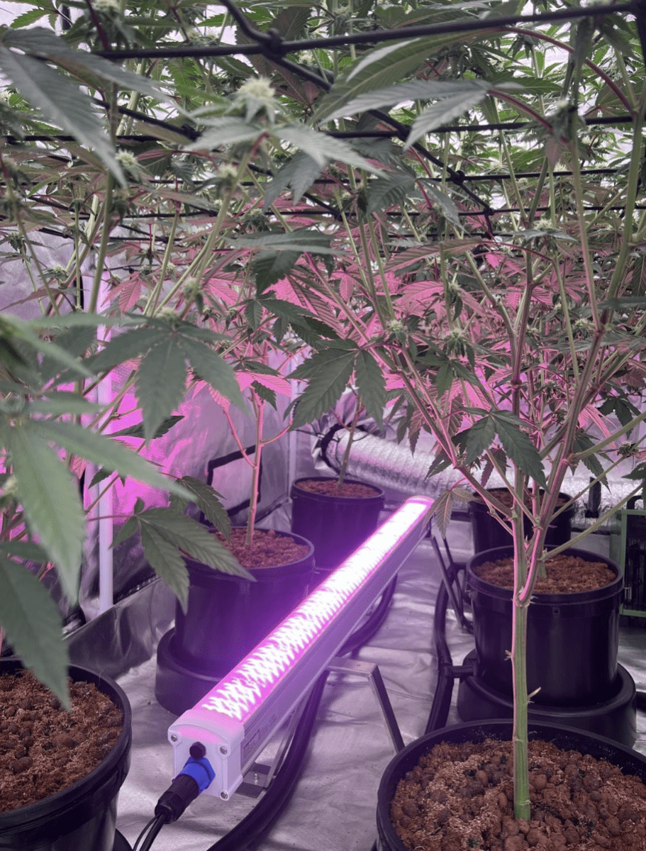 Led grow lights from nokotech latest results with undercanopy lights 4