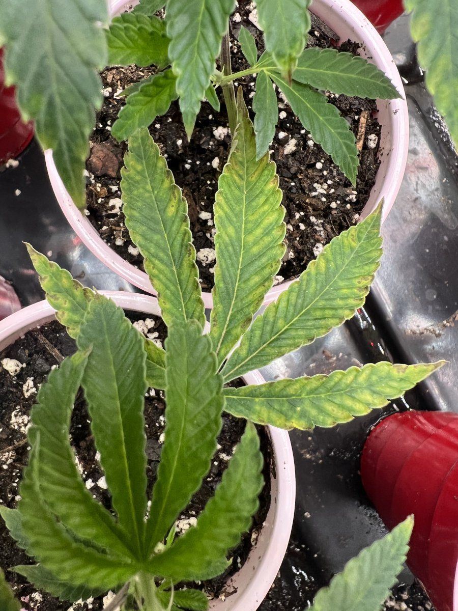 Led lights causing plants show nutrient deficiency 3