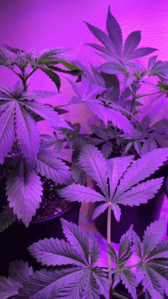 Led organic grow 2