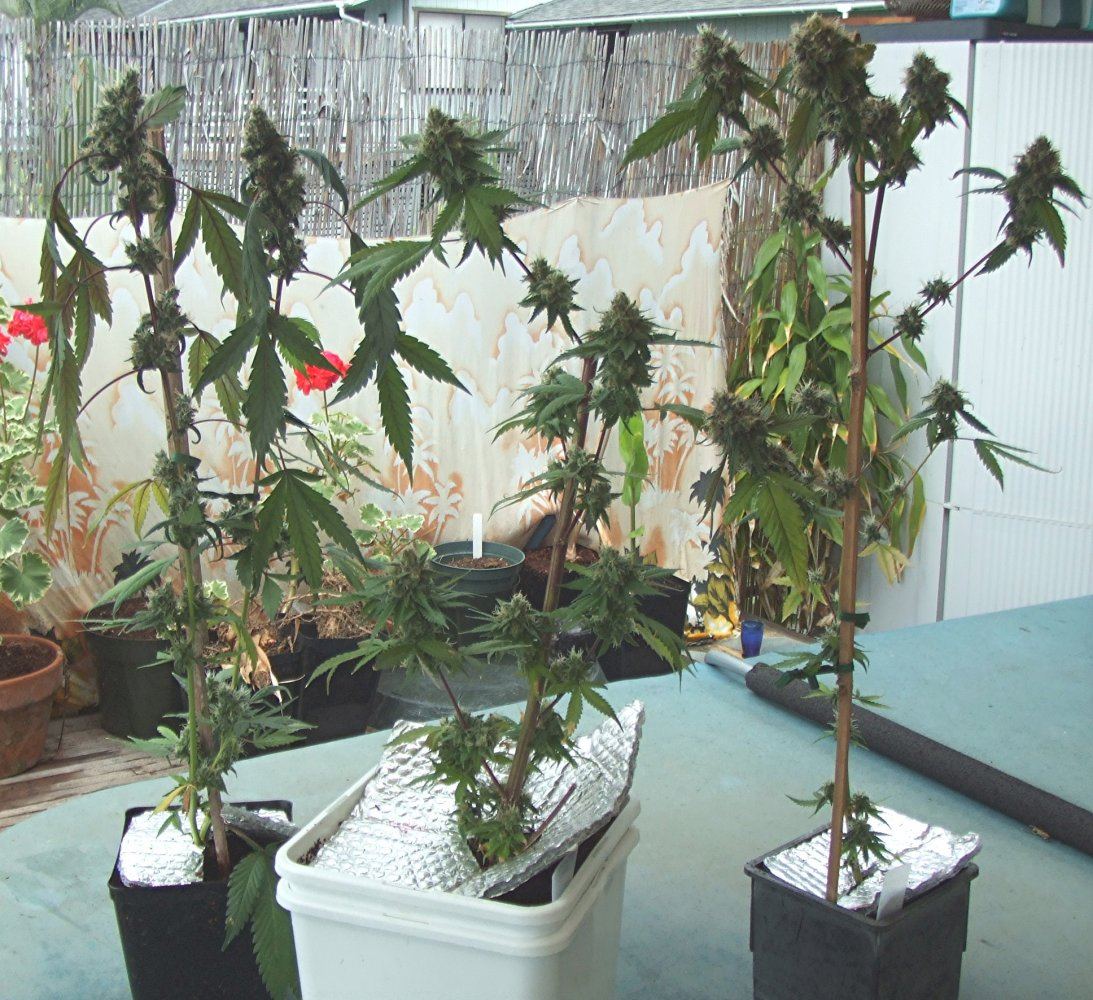 Led sun led G13