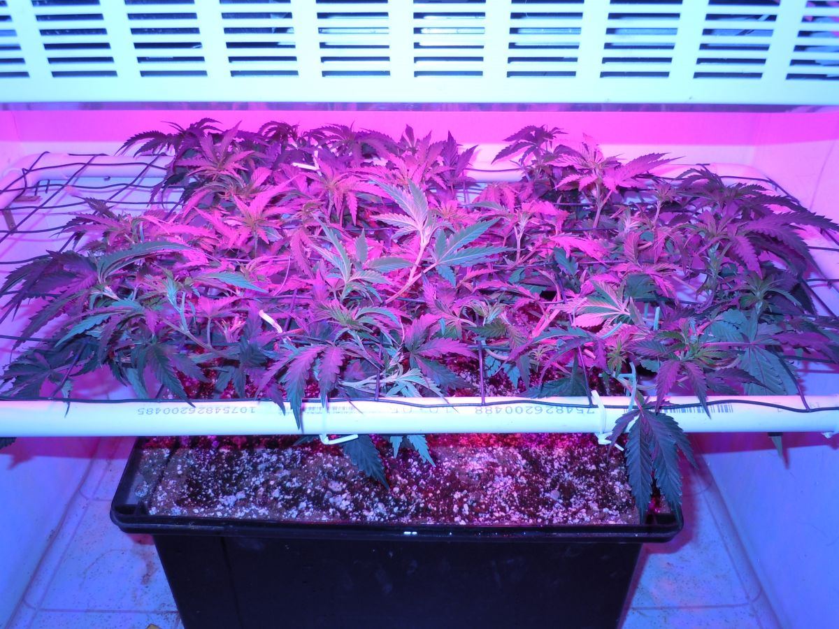 Led tent3