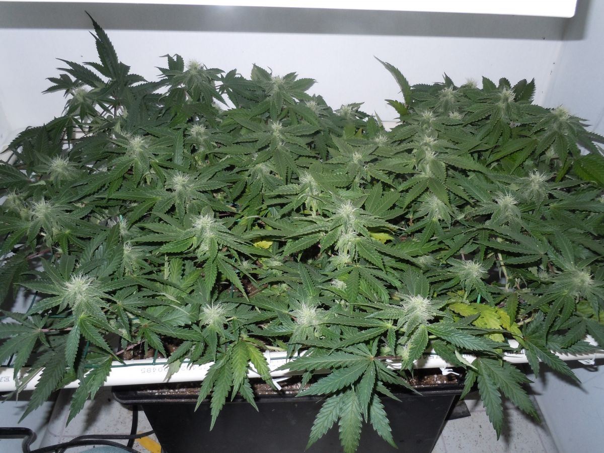 Led tent4
