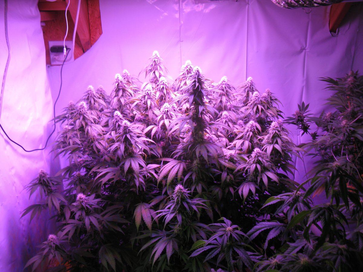 Led test 012