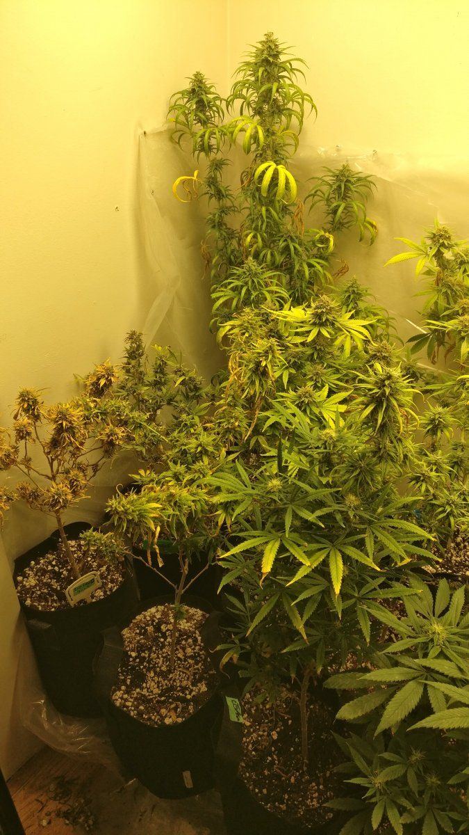 Leftflower1017
