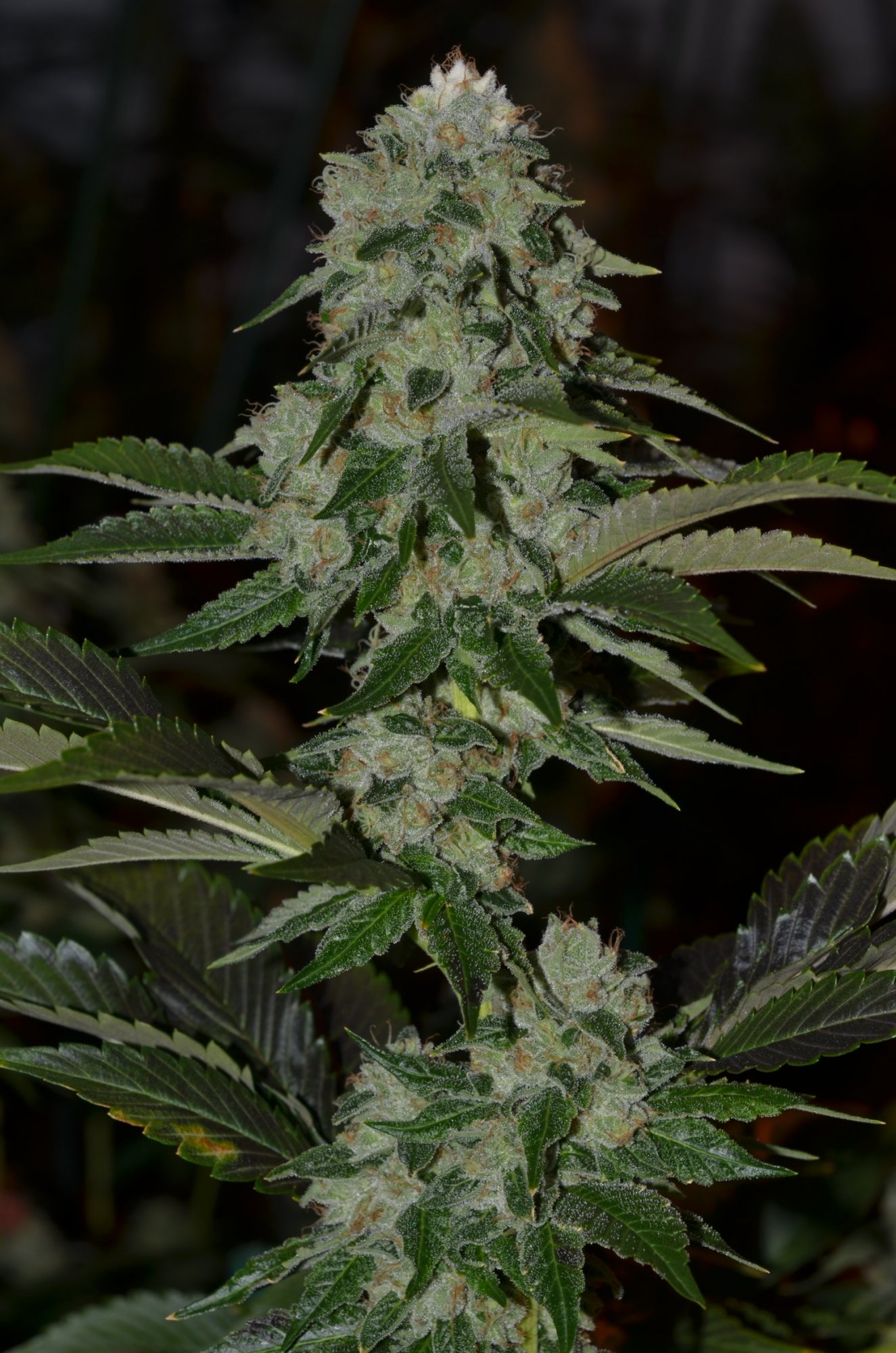 Legend og crinkle day 50 2