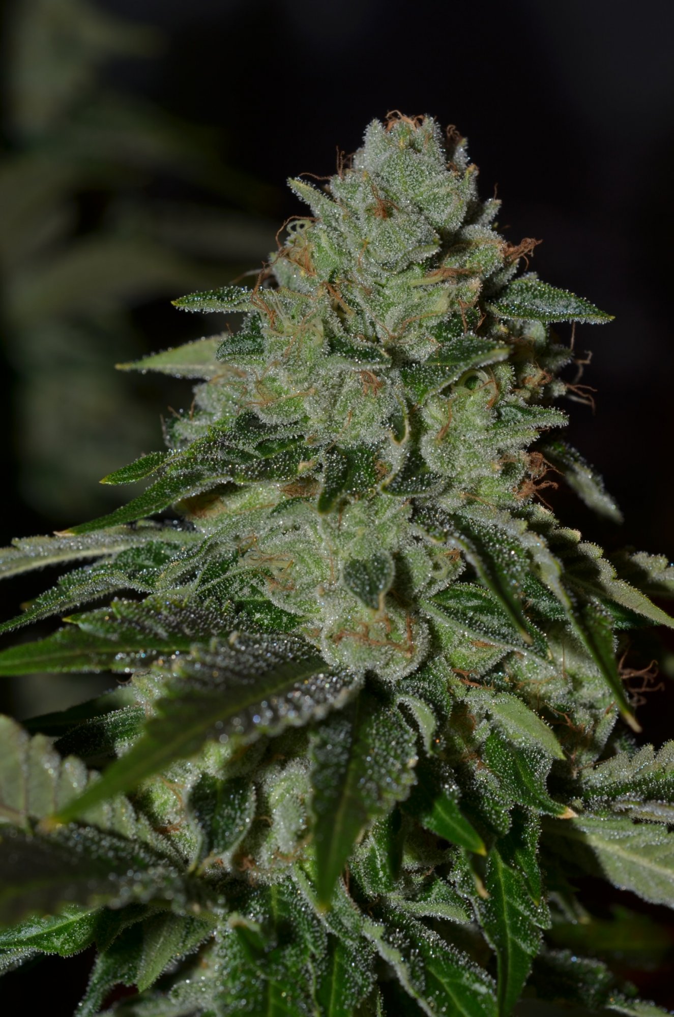 Legend og crinkle day 50