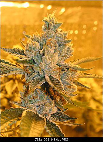 Legend og