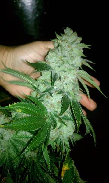 Legend Og