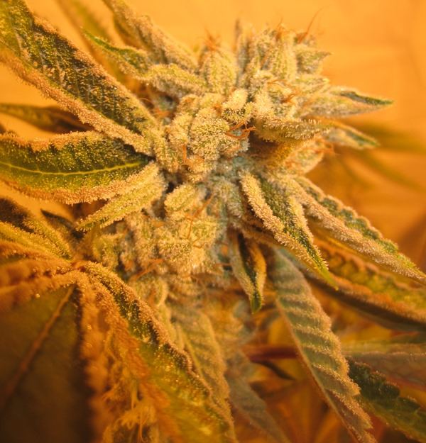Legend OG