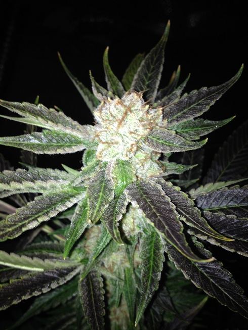 Legend og x white 1