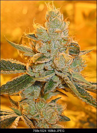 Legend og1