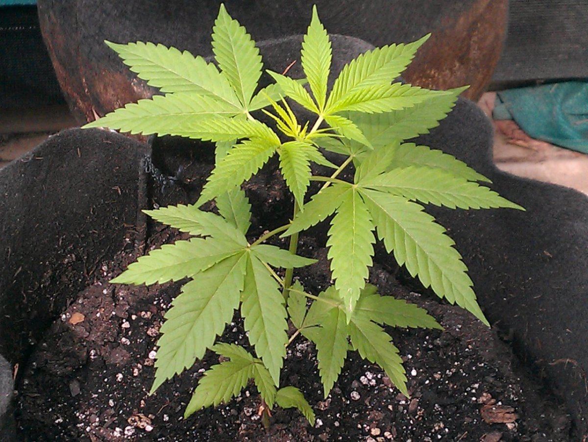 Lemon Alien Diesel  female