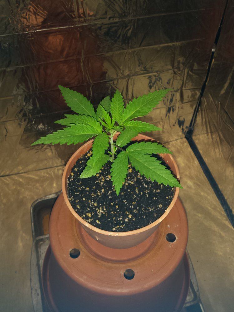 Lemon  alien wifi grow