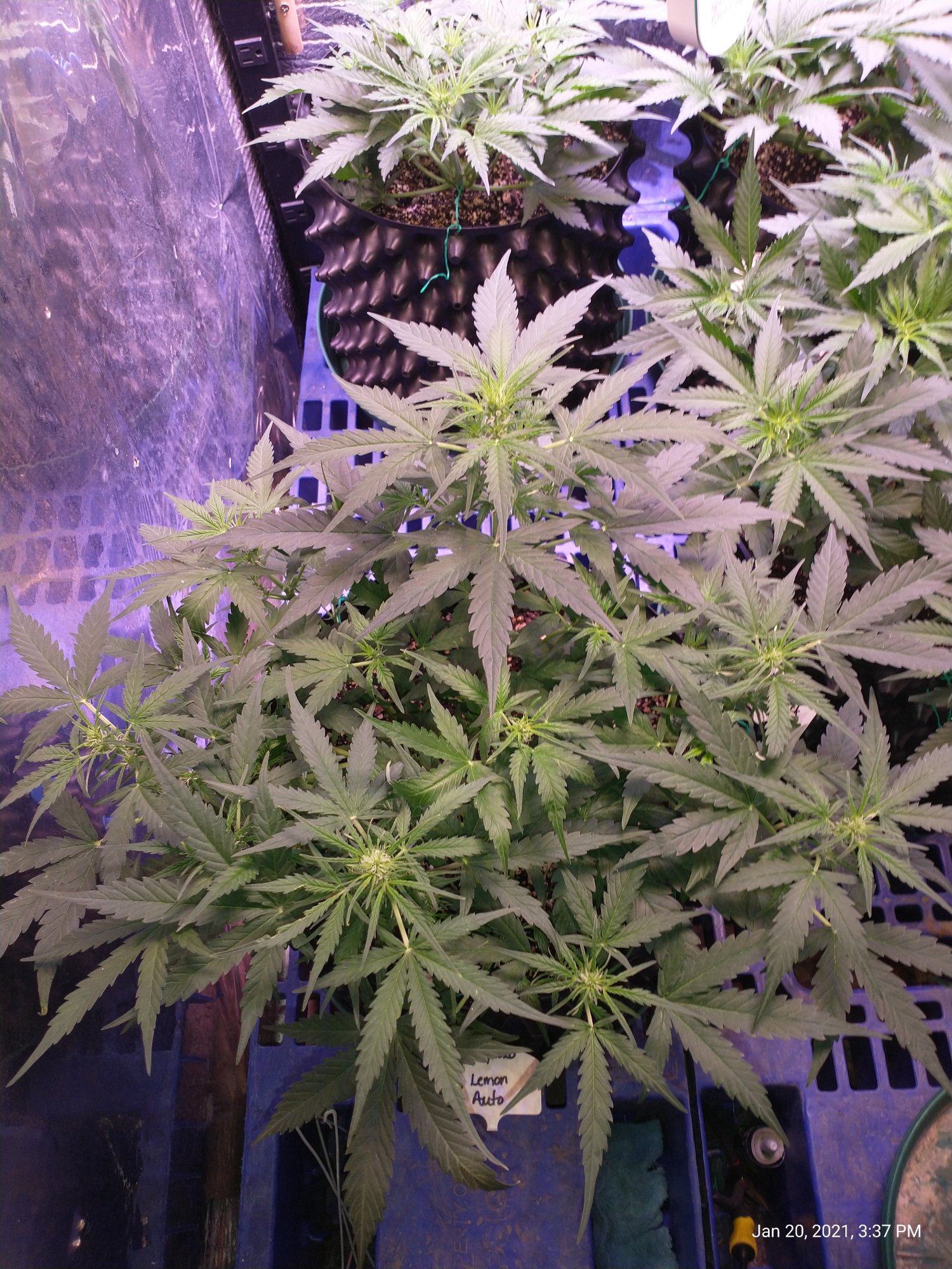 Lemon auto started flowering early in week 3 its in week 5 now lot of growth for 2 weeks 2