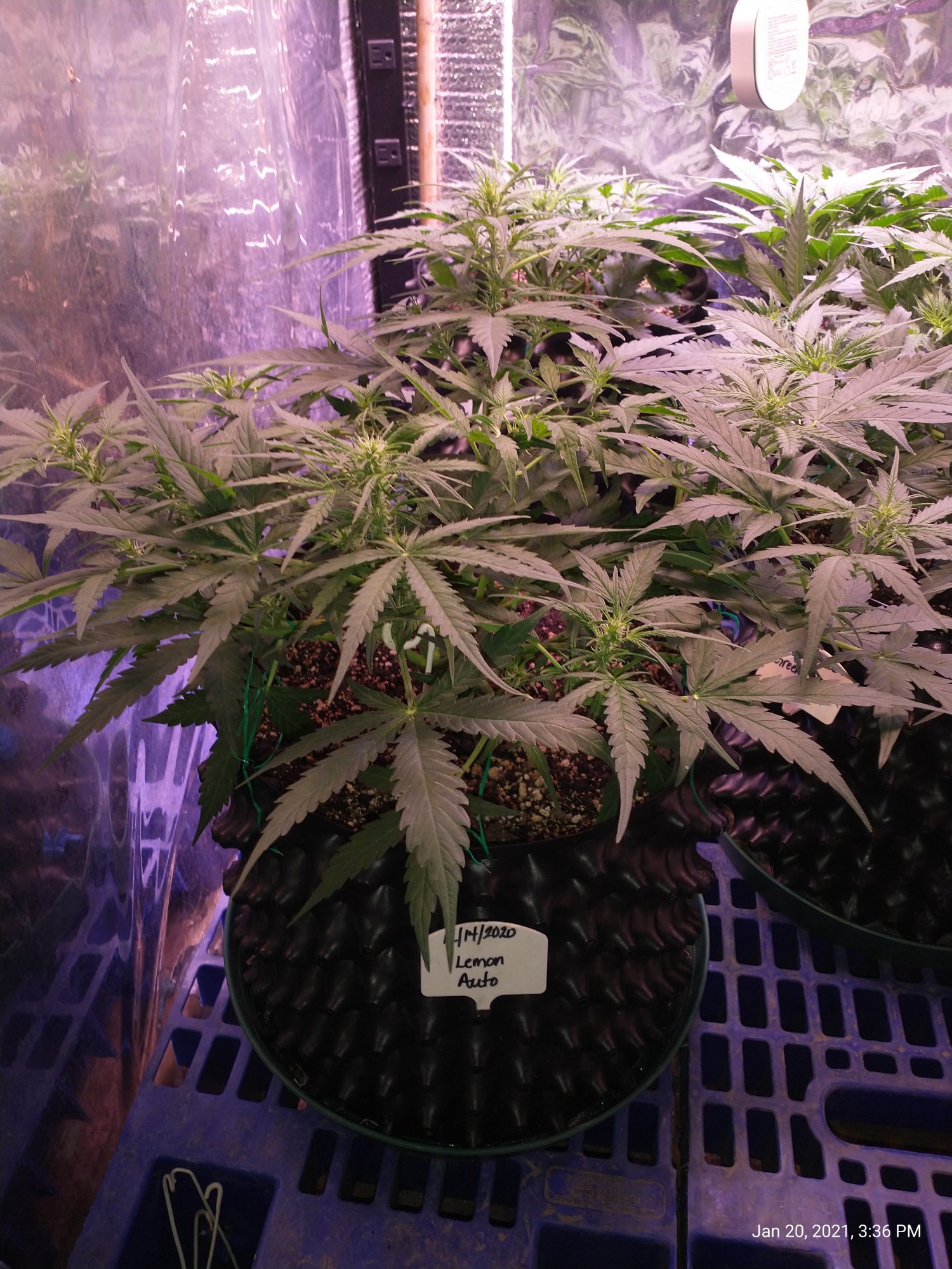 Lemon auto started flowering early in week 3 its in week 5 now lot of growth for 2 weeks 3