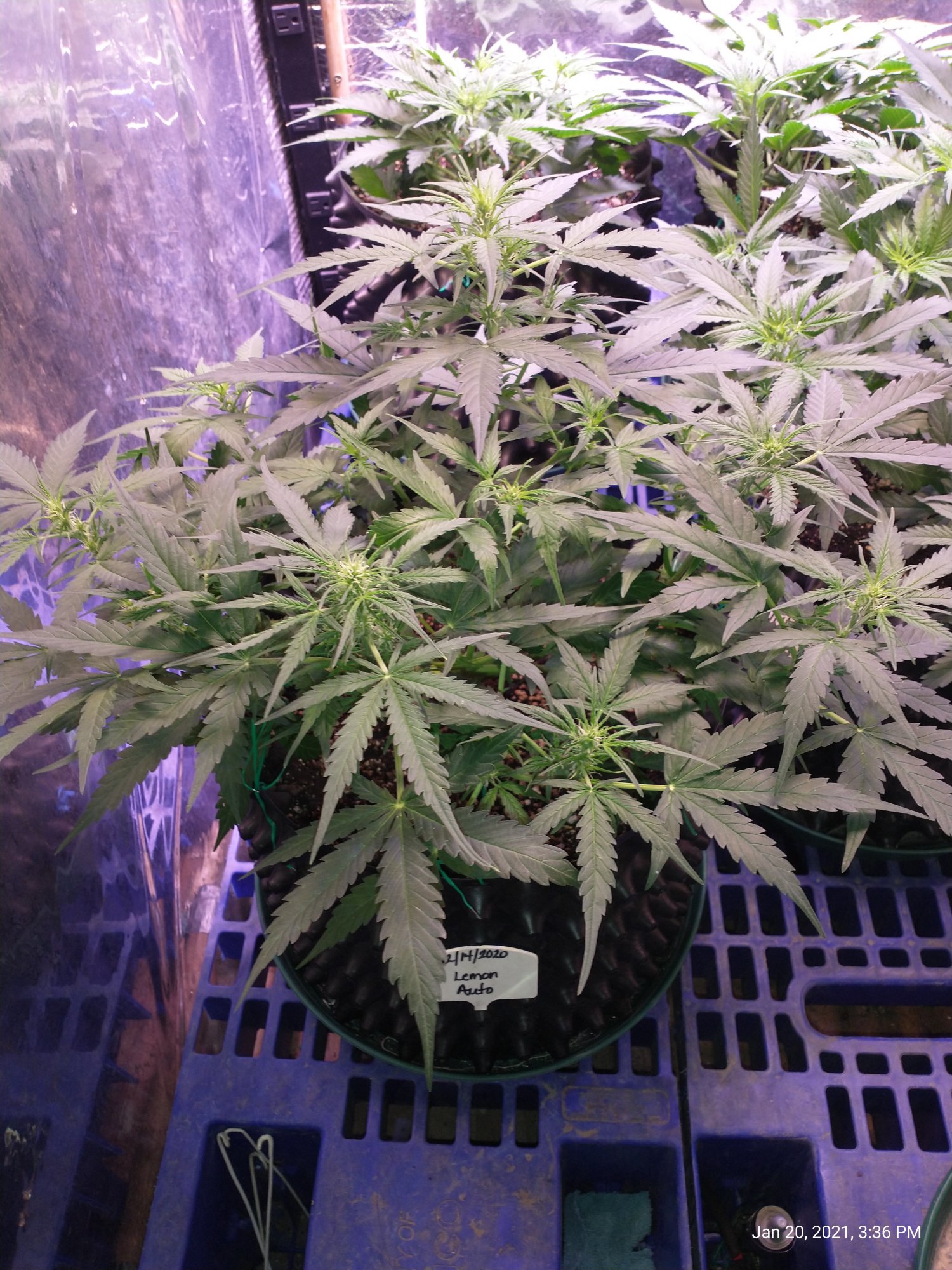 Lemon auto started flowering early in week 3 its in week 5 now lot of growth for 2 weeks 6