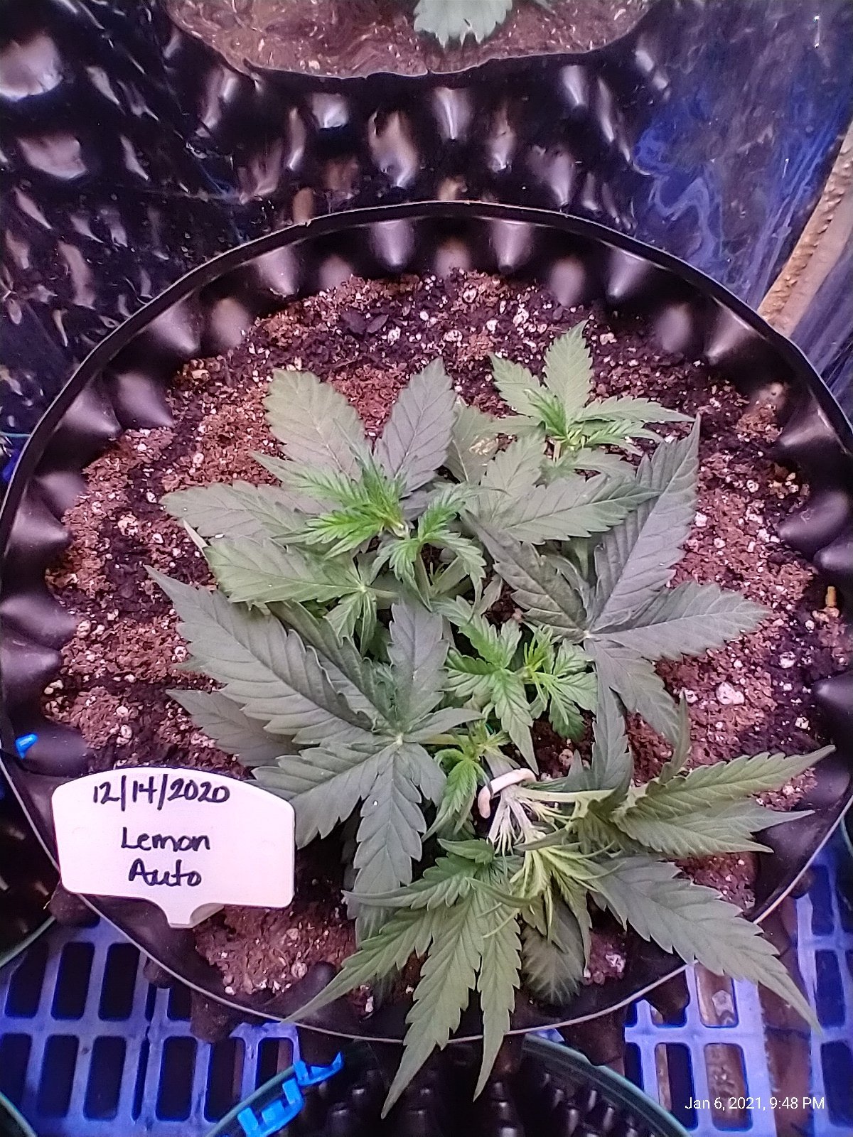 Lemon auto started flowering early in week 3 its in week 5 now lot of growth for 2 weeks