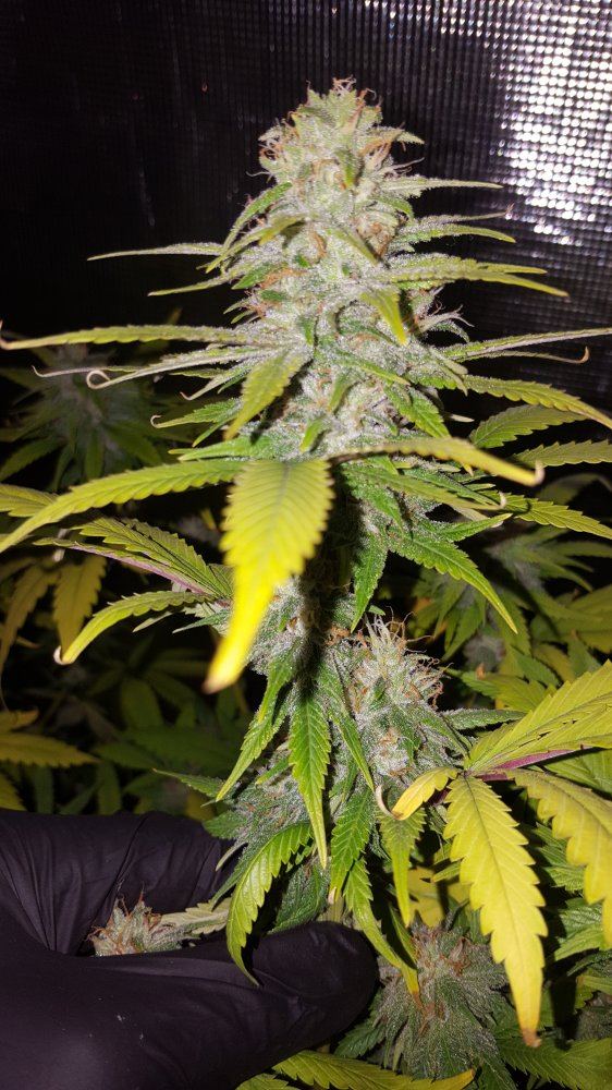 Lemon bubbakuahday36