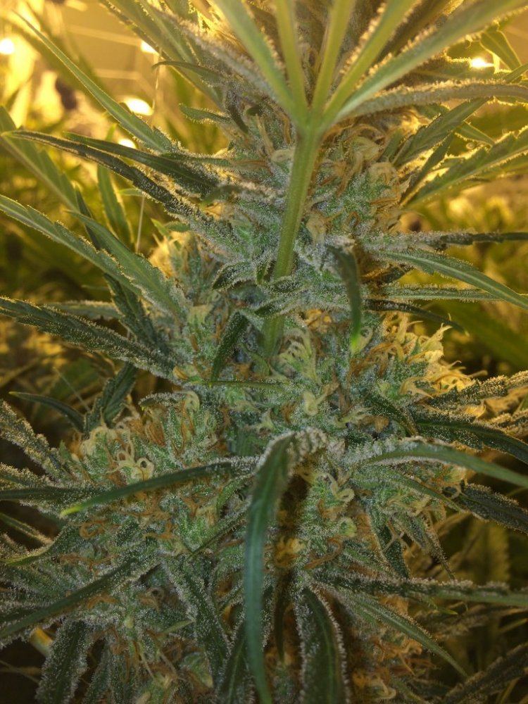Lemon buds