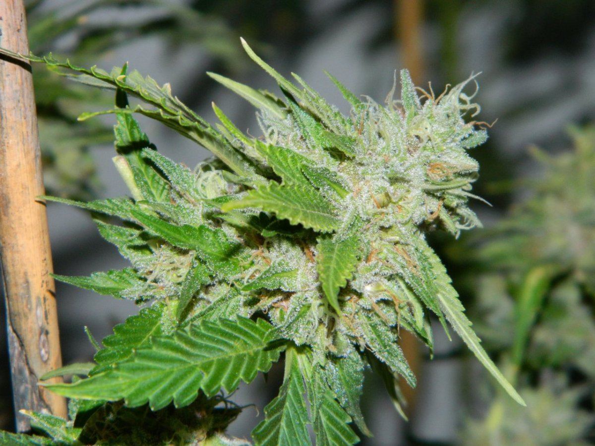 Lemon dojo       blk tuna 016
