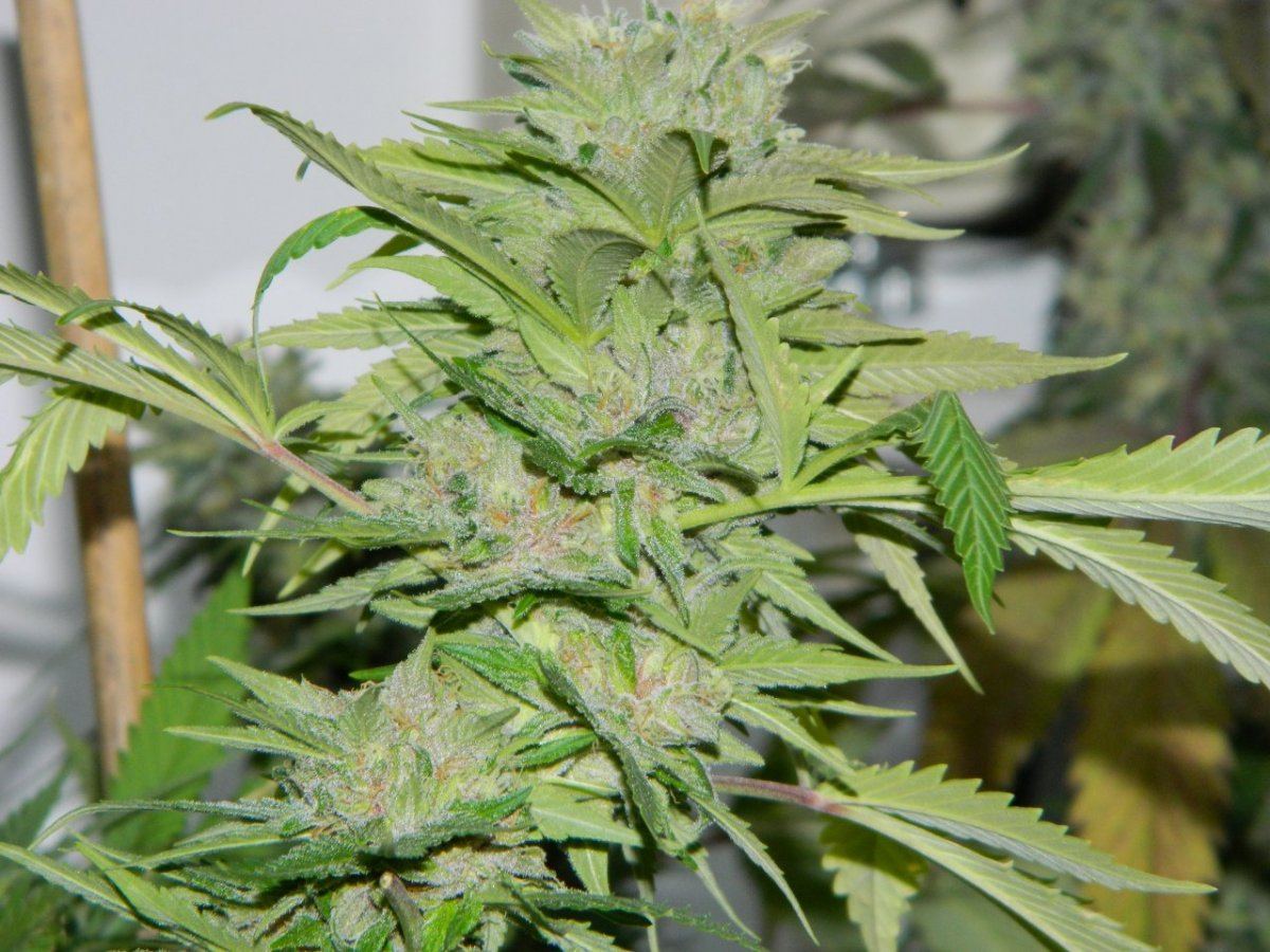 Lemon dojo       blk tuna 017