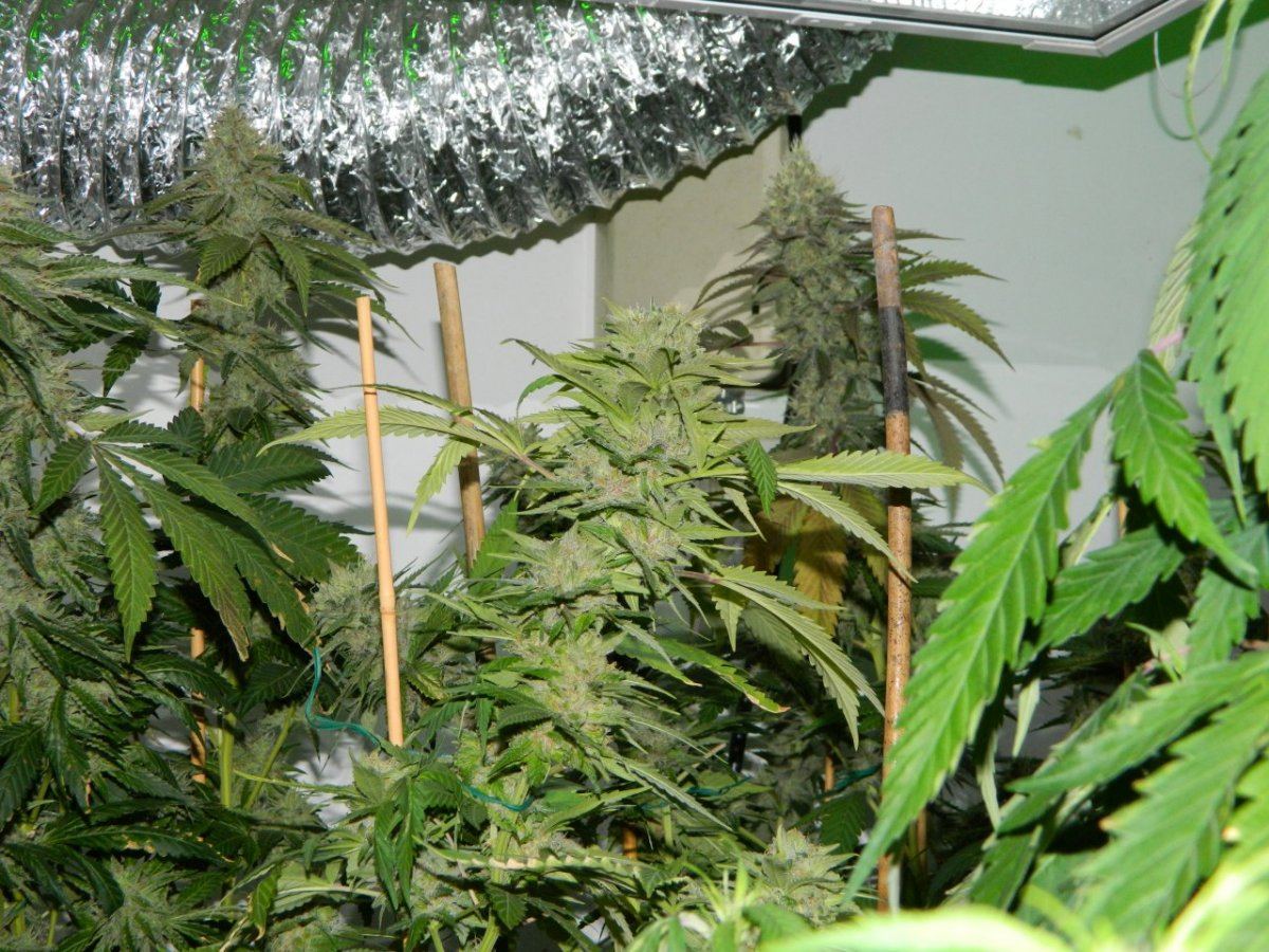 Lemon dojo       blk tuna 018