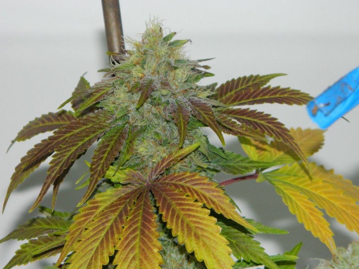 Lemon dojo       blk tuna 020