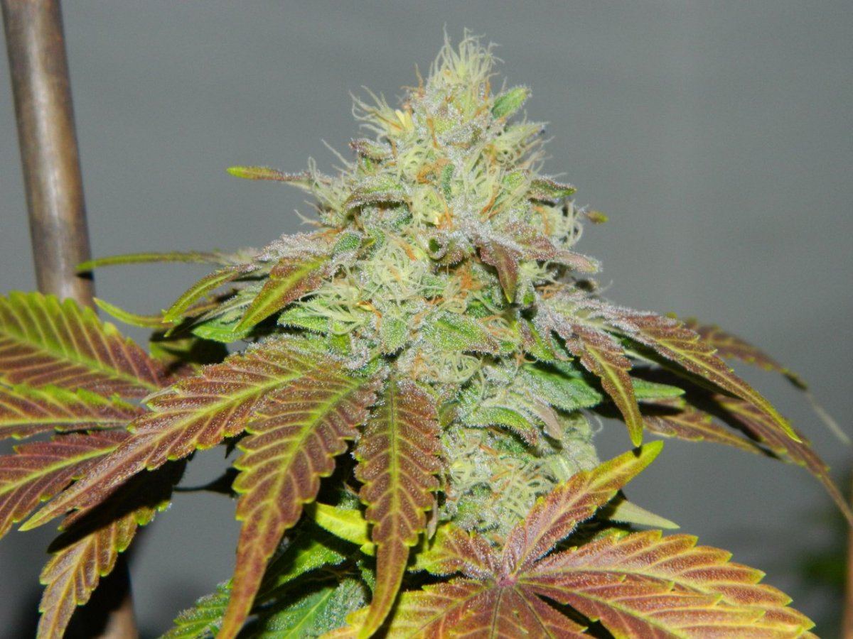 Lemon dojo       blk tuna 023